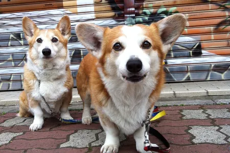 Dogs: more complicated than you ever imagined.