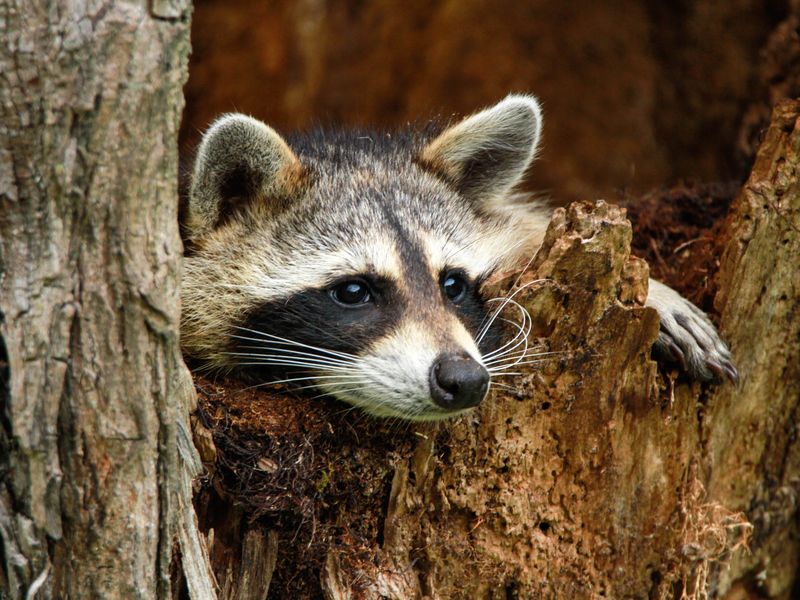 Raccoon relaxing in tree Smithsonian Photo Contest Smithsonian Magazine