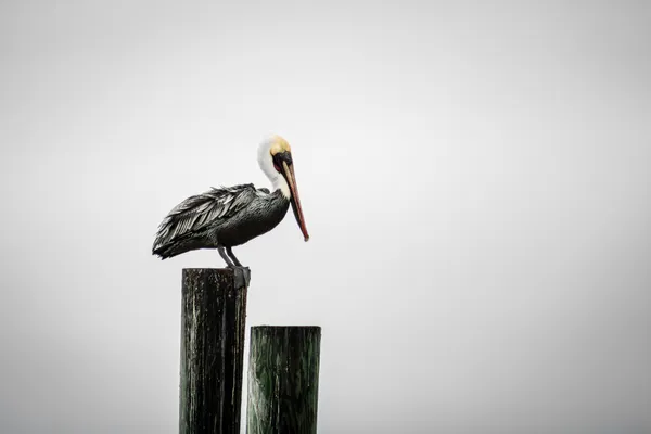 Pelican's Rest thumbnail