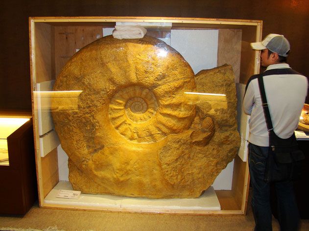 Largest ammonite