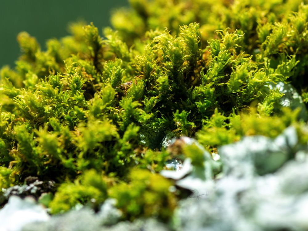 Bryophytes in the tropics are threatened due to lack of information and research. (Jorge Alemán, STRI)