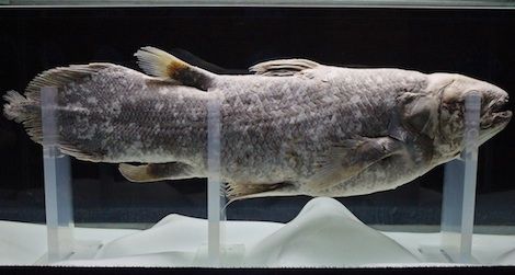 DNA Sequencing Reveals that Coelacanths Weren't the Missing ...