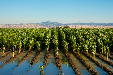 Crop irrigation in arid regions, such as California’s San Joaquin Valley, can lead to overly salty soils. 