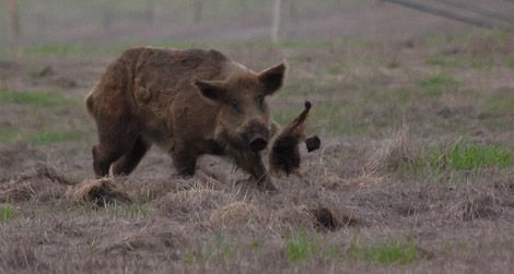 20110926102006wild-boar.jpgA wild boar doing some damage