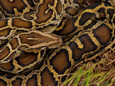 Scientists estimate that the snakes are responsible for decimating 90 to 99 percent of the small mammal population, and they're also known to strangle deer, alligators and birds. 


