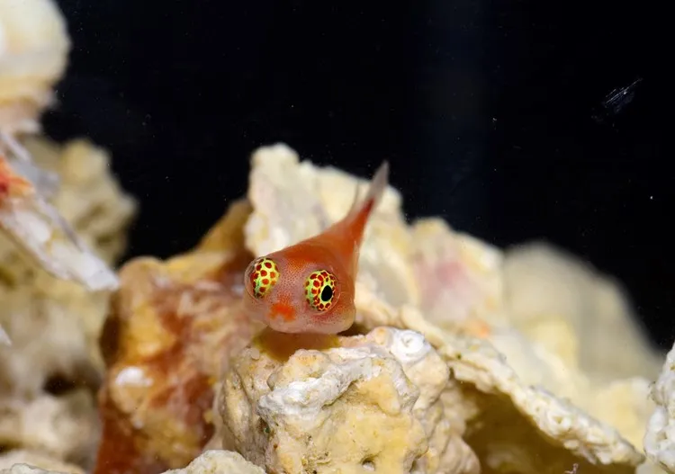 A small, orange fish floating just above some coral.