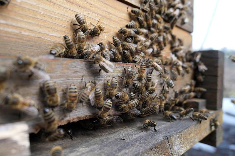 honey bees.jpg