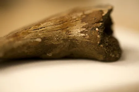 Scientists found what appear to be red blood cells in this claw from an unidentified theropod dinosaur.