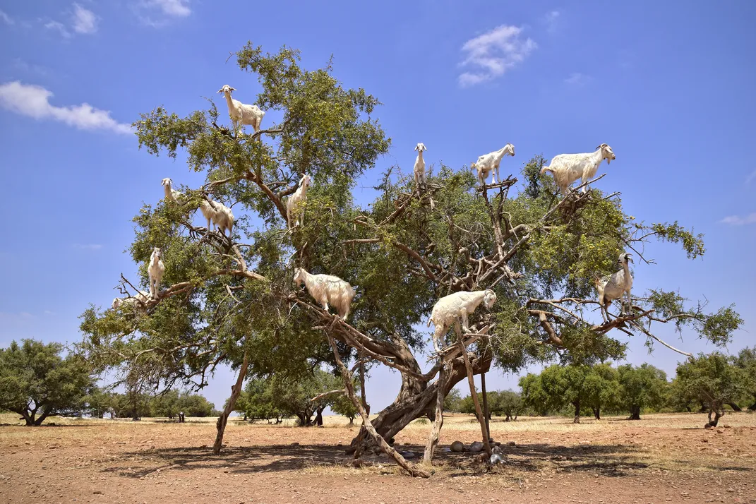 Goats in Trees