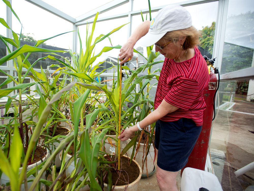 Dolores Piperno tending plants