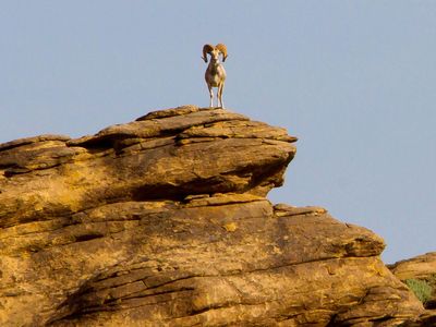 Argali are the largest wild sheep in the world, weighing up to 400 pounds. 