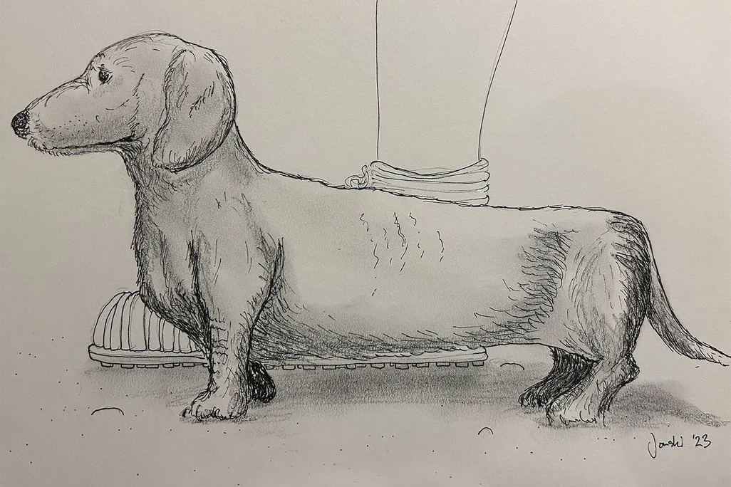 Drawing of the Dog