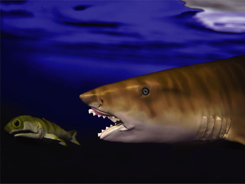 These Prehistoric Sharks Had Jaws Shaped Like Circular Saws and Sawtoothed Scissors