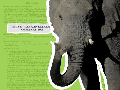 “Within a timespan of about 150 years, Americans transitioned from being mass consumers of ivory goods to enacting legal measures aimed at supporting elephant conservation," says the Smithsonian's Carlene Stephens.
