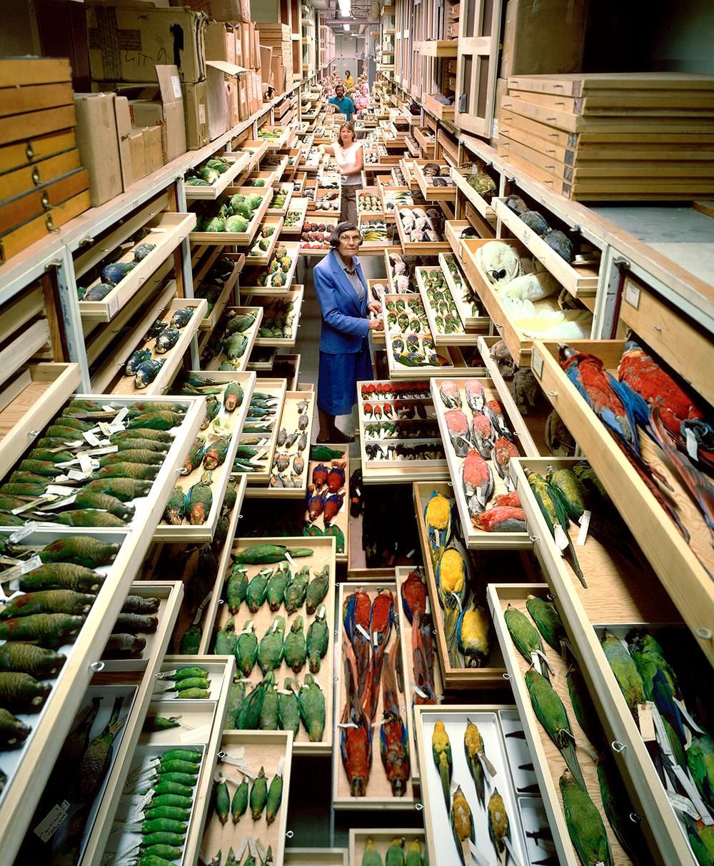 A woman in a blue coat stands surrounded by the museum's bird collection, displayed in several pulled-out drawers down a long hallway