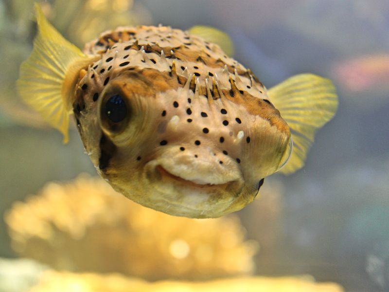 Say Cheese! Smile of a Pufferfish | Smithsonian Photo Contest ...