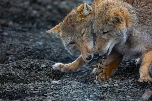 Fighting Over Food thumbnail