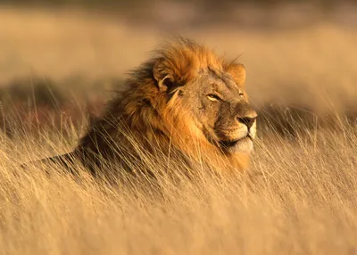 african-safari
