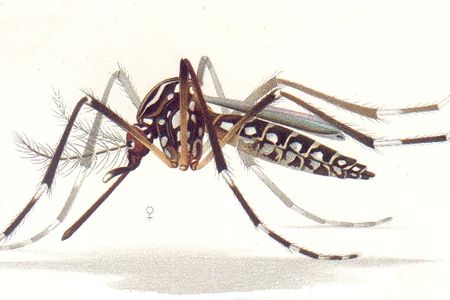 Skrillex's Grammy-winning “Scary Monsters and Nice Sprites” could help researchers discourage the spread of mosquito-borne diseases