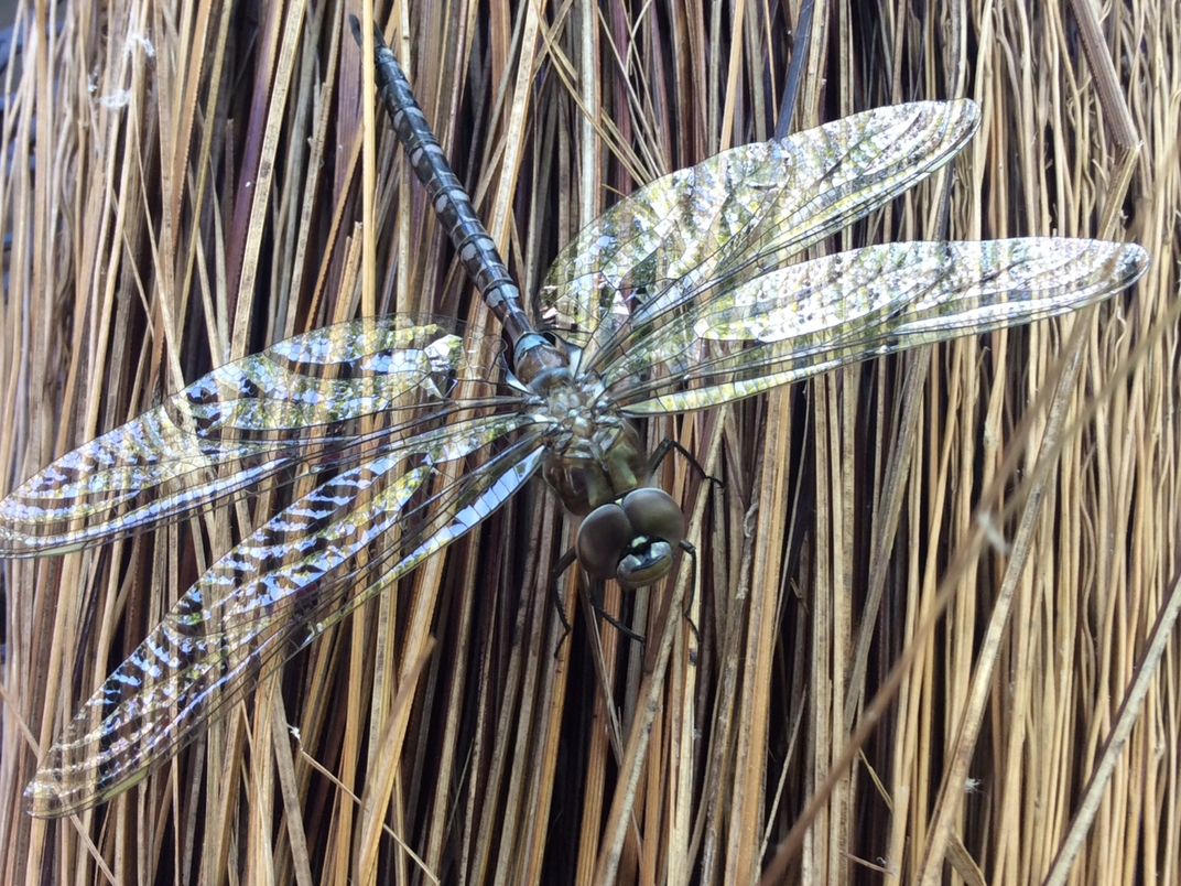 Beautiful Dragonfly | Smithsonian Photo Contest | Smithsonian Magazine