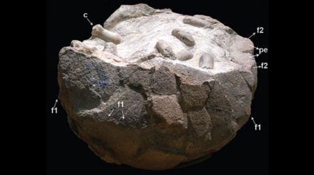 A dinosaur egg with preserved wasp cocoons inside