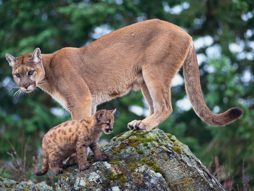 cougar and cub