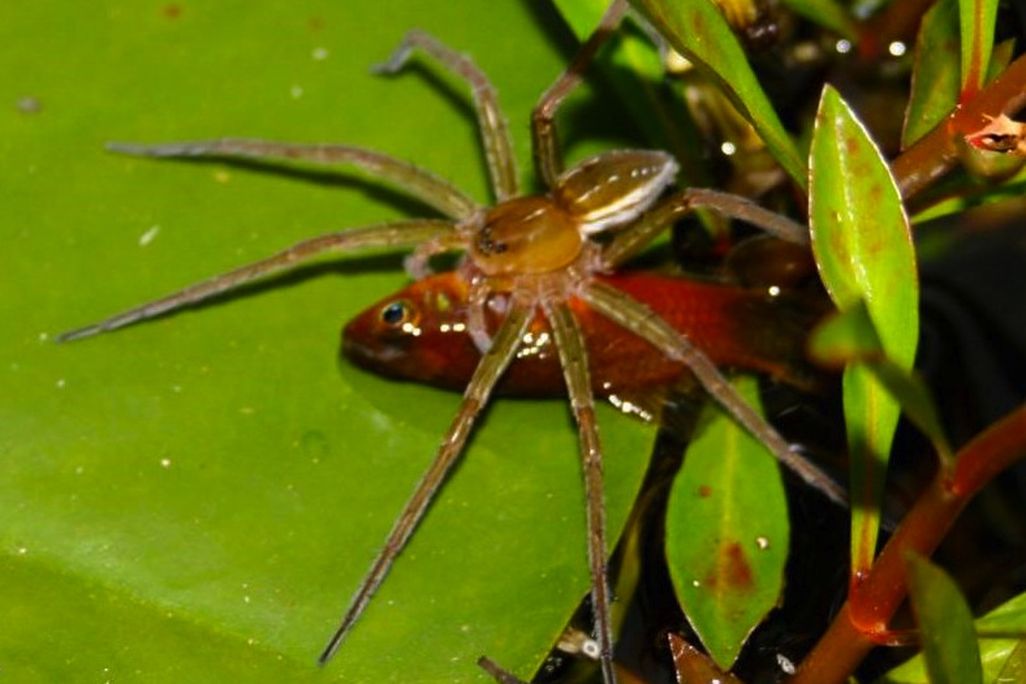 spider_fish