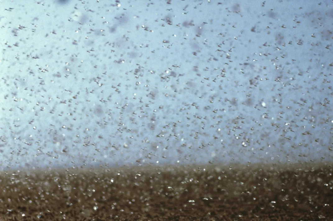 A photograph of the blue sky, filled with millions of locusts moving so quickly and unfocused that each appears as a brown blur