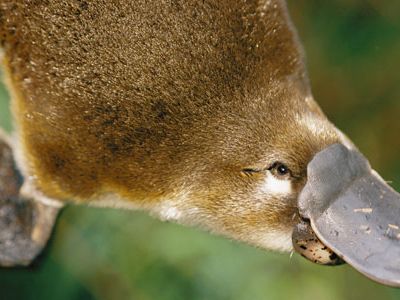 When it dives, the platypus closes its eyes, ears and nostrils and finds its food through electrical receptors in its bill that detect the movement of small prey.
