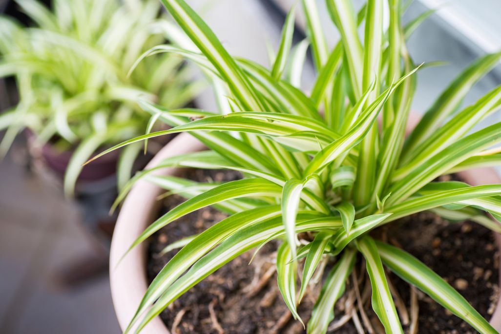 spider plant.jpg