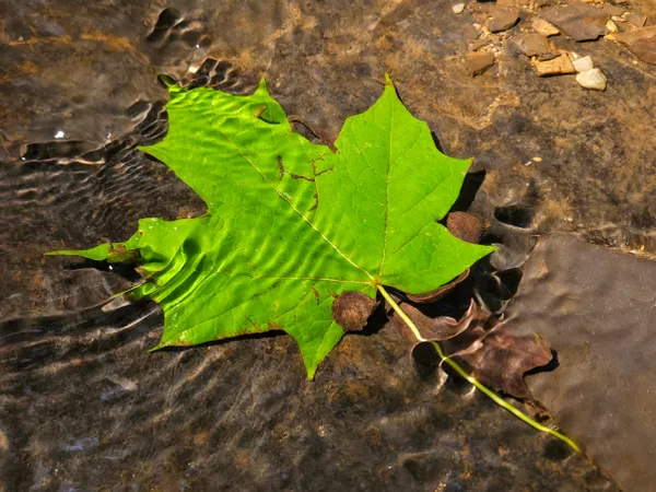 Green Maple Leaf In Creek thumbnail