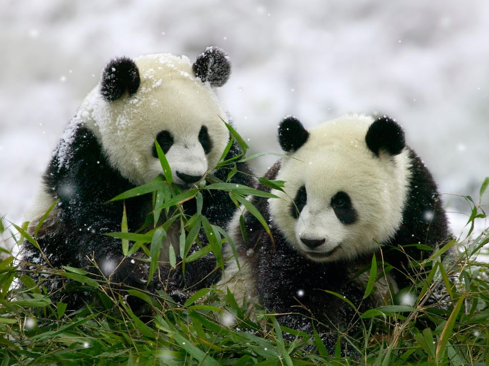 panda bears