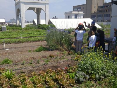 A group of students on a tour of Brooklyn Grange.