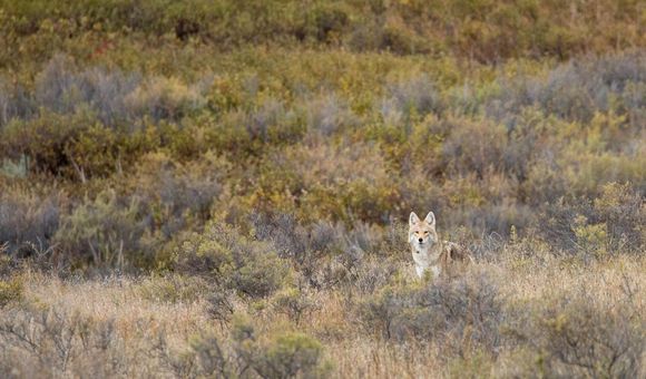As far as predators go, coyotes are one of the most resourceful and resilient.