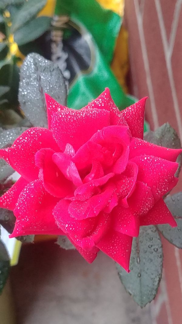 Rain Beads on Rose Petals thumbnail
