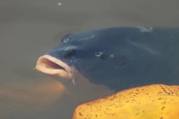 Koi fish (Carp breed) in pond at Norman J. Levy Preserve thumbnail