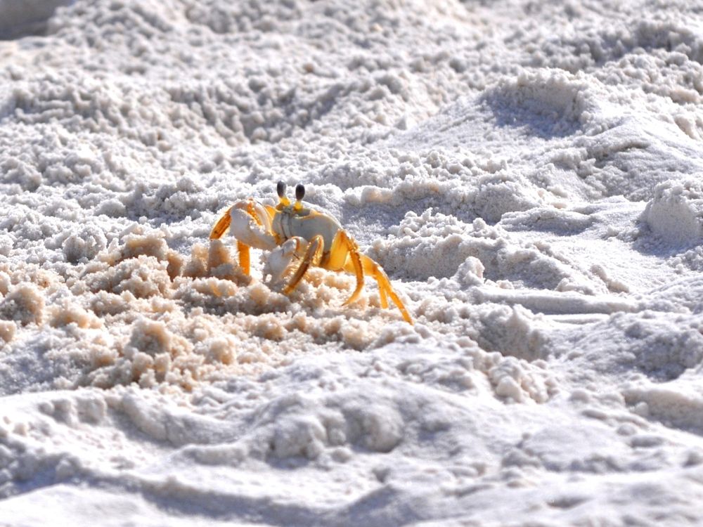 Sand crab on Panama City Beach | Smithsonian Photo Contest
