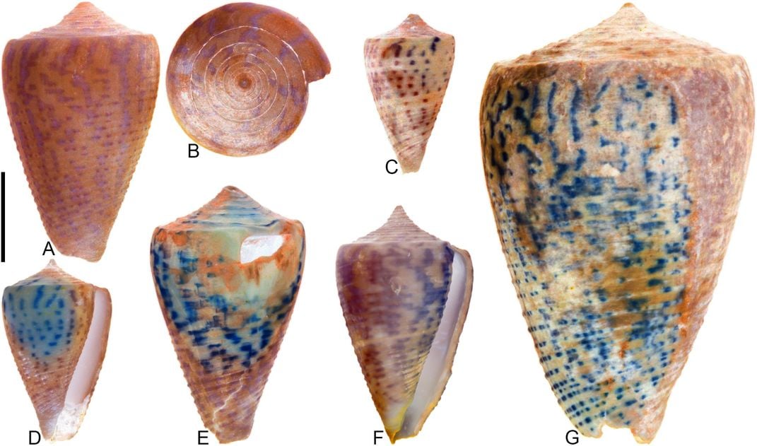 240-Million-Year-Old Scallop Shells Glow under Ultraviolet Light