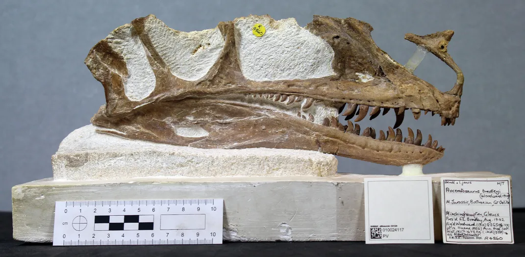 Proceratosaurus Skull