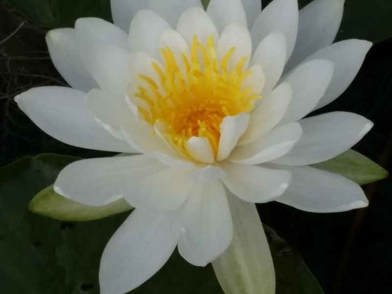 Лилия lotus beauty