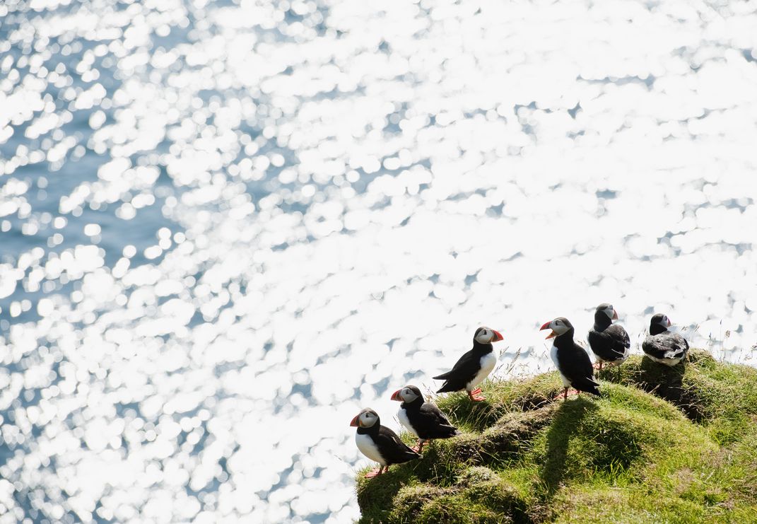 puffins