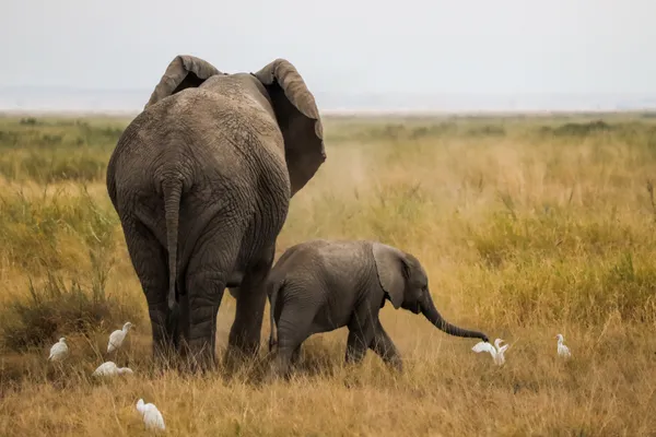 Playing with a bird thumbnail
