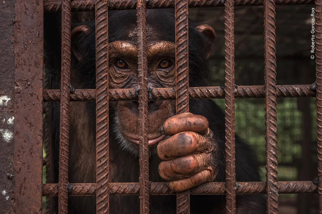 A chimpanzee looks through metal bars, holding onto one of them with its hand