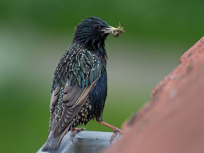 Adult Common starling (Sturnus vulgaris) with gathered insect prey. This is one of the fifteen species shown to be affected by elevated imidacloprid concentrations in surface water in the Netherlands.