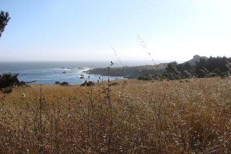 Grasses and coastal scrub photographed at Salt Point State Park in Northern California. This park is one of several coastal areas researchers surveyed as part of a new study of disease-carrying ticks.


