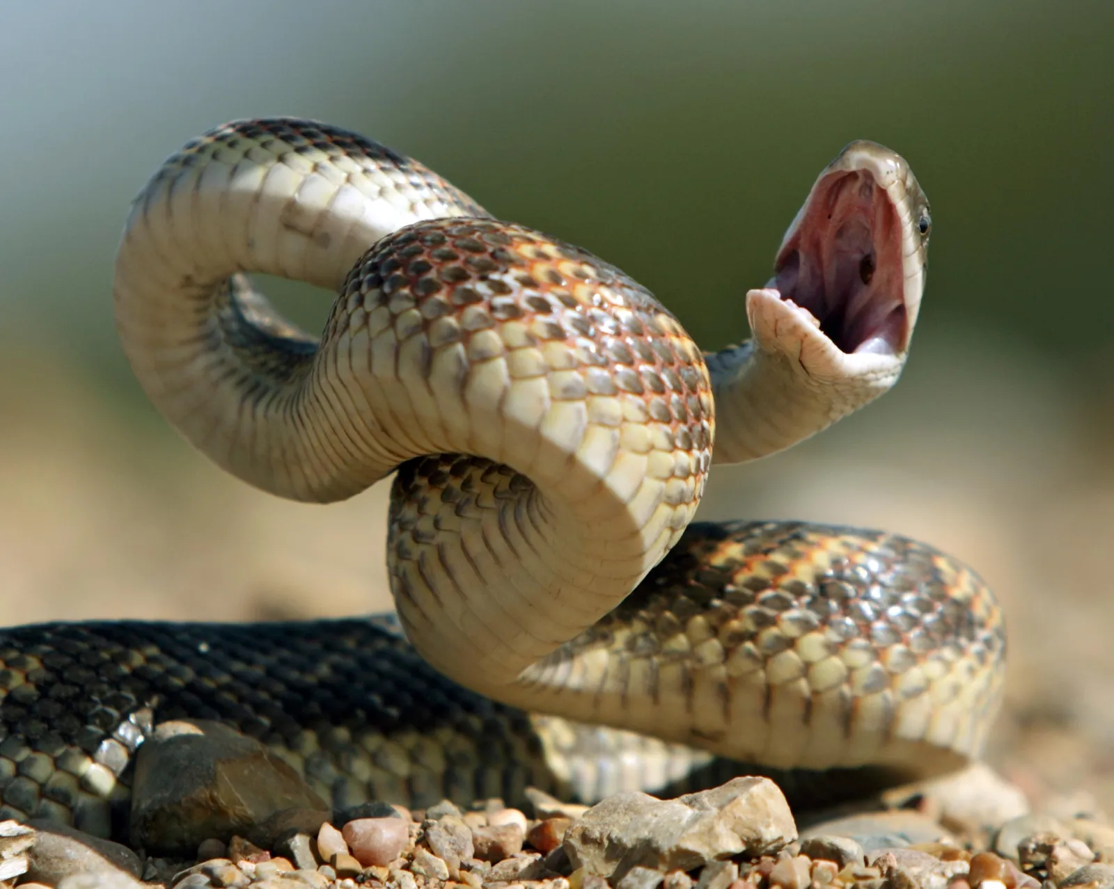 snakes strike nonvenomous