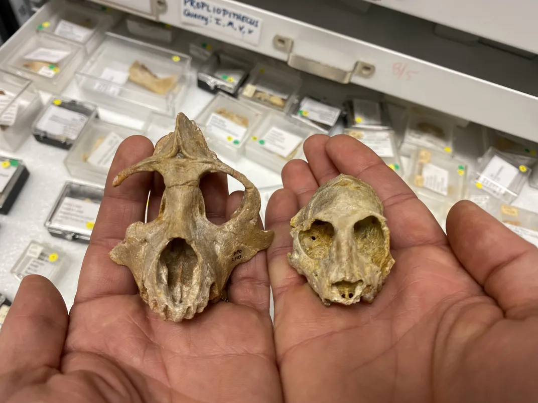 Two small skulls in hands