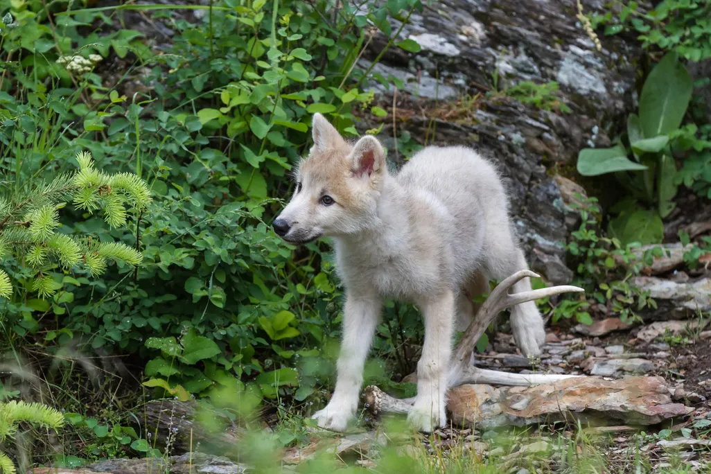 wolf