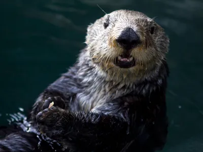 New research finds that sea otters have extremely high metabolisms for their size to keep warm in the cold ocean waters they inhabit.