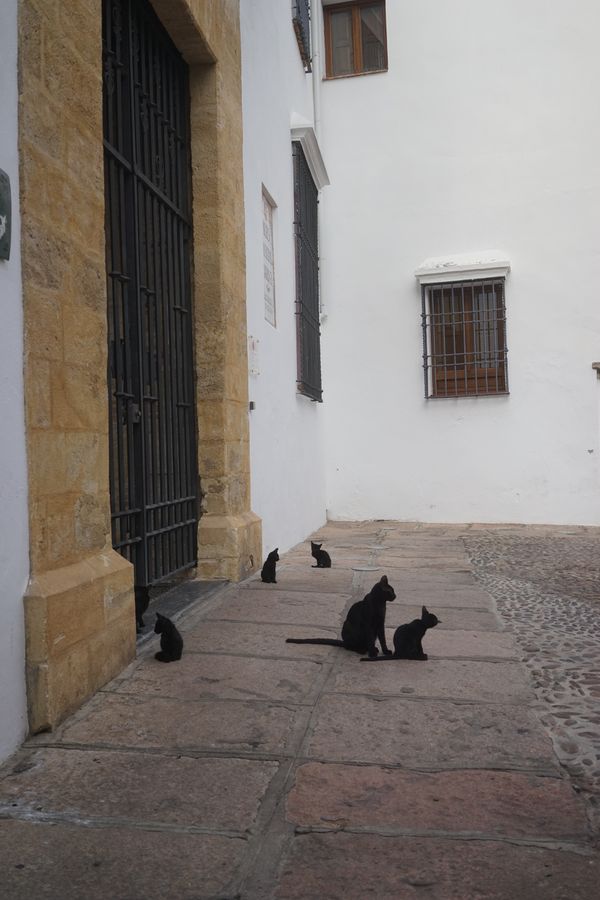 Córdoba cats at the Bullfighting Museum thumbnail
